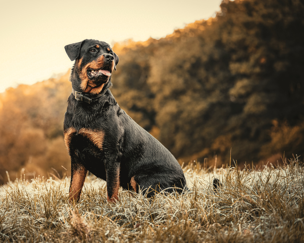 Pension Vil Chien