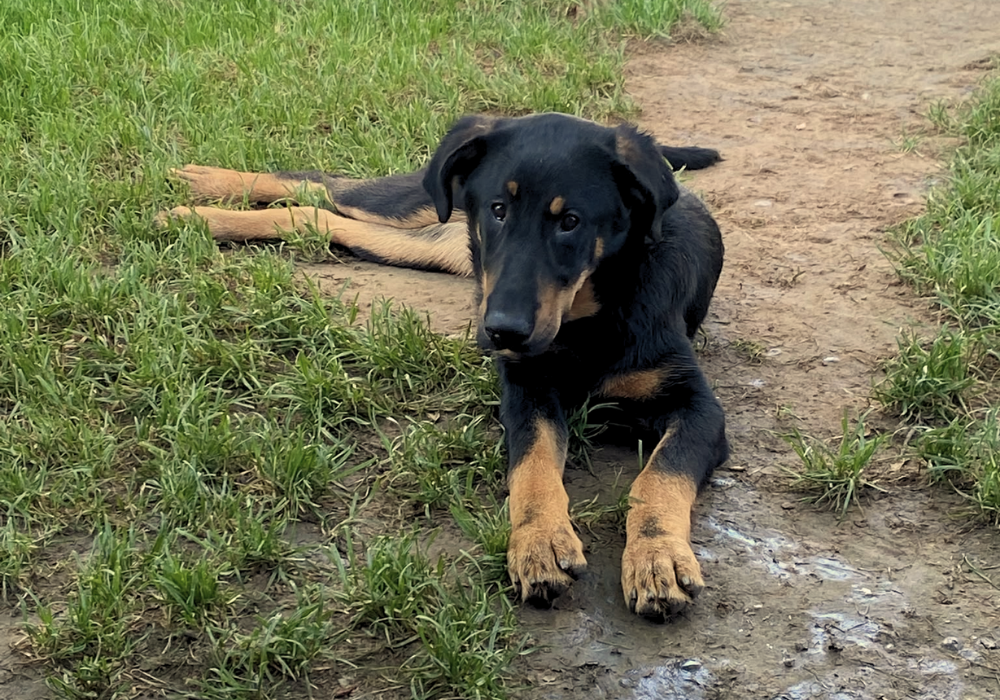 Pension canine & ferme pédagogique Vil Chien
