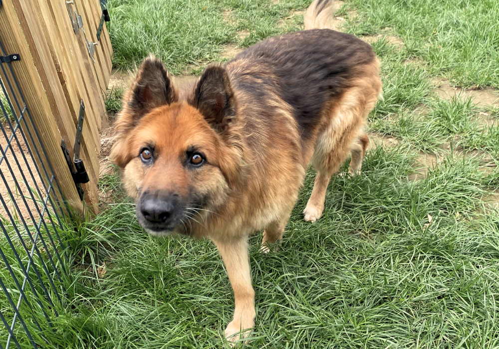 Pension canine & ferme pédagogique Vil Chien