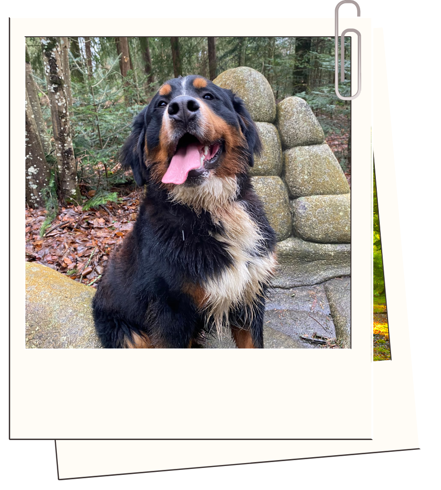 Pension canine & ferme pédagogique Vil Chien