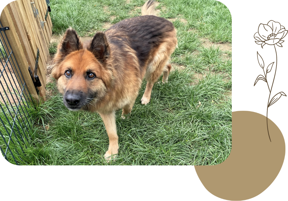 Pension canine & ferme pédagogique Vil Chien