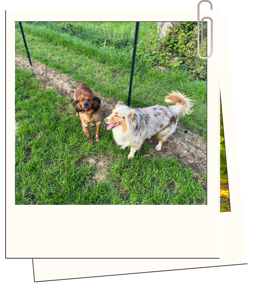 Pension canine & ferme pédagogique Vil Chien