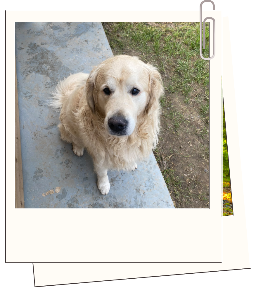 Pension canine & ferme pédagogique Vil Chien