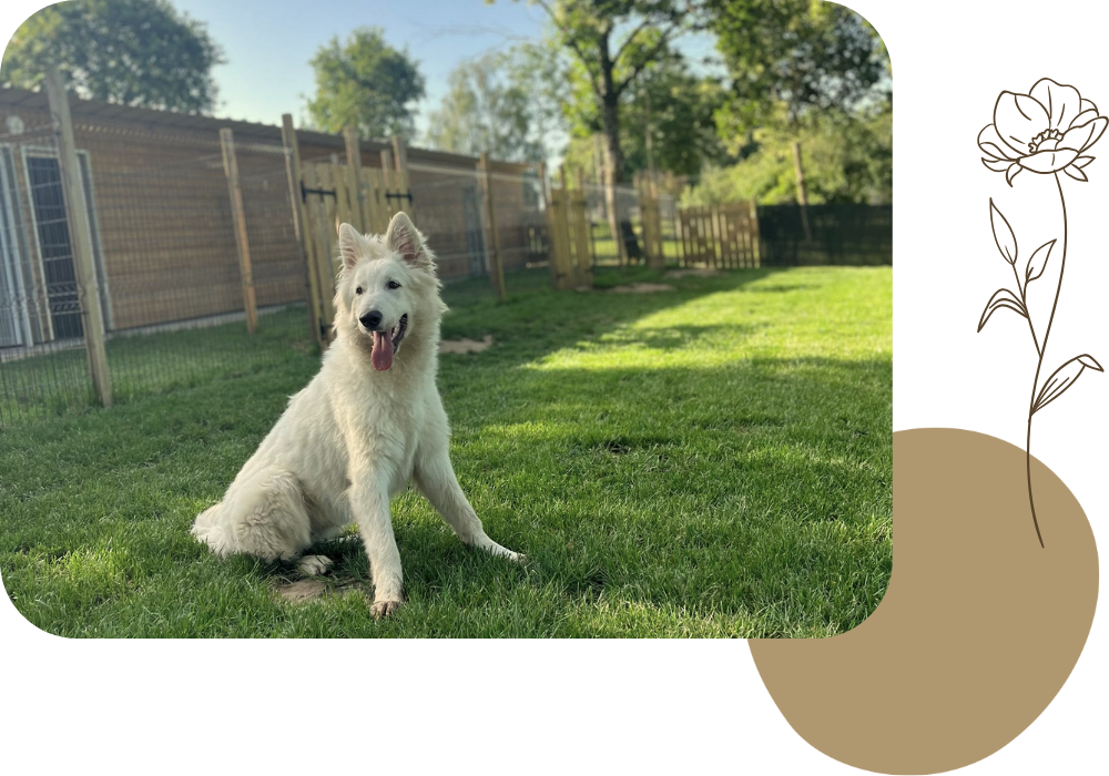 Pension canine & ferme pédagogique Vil Chien