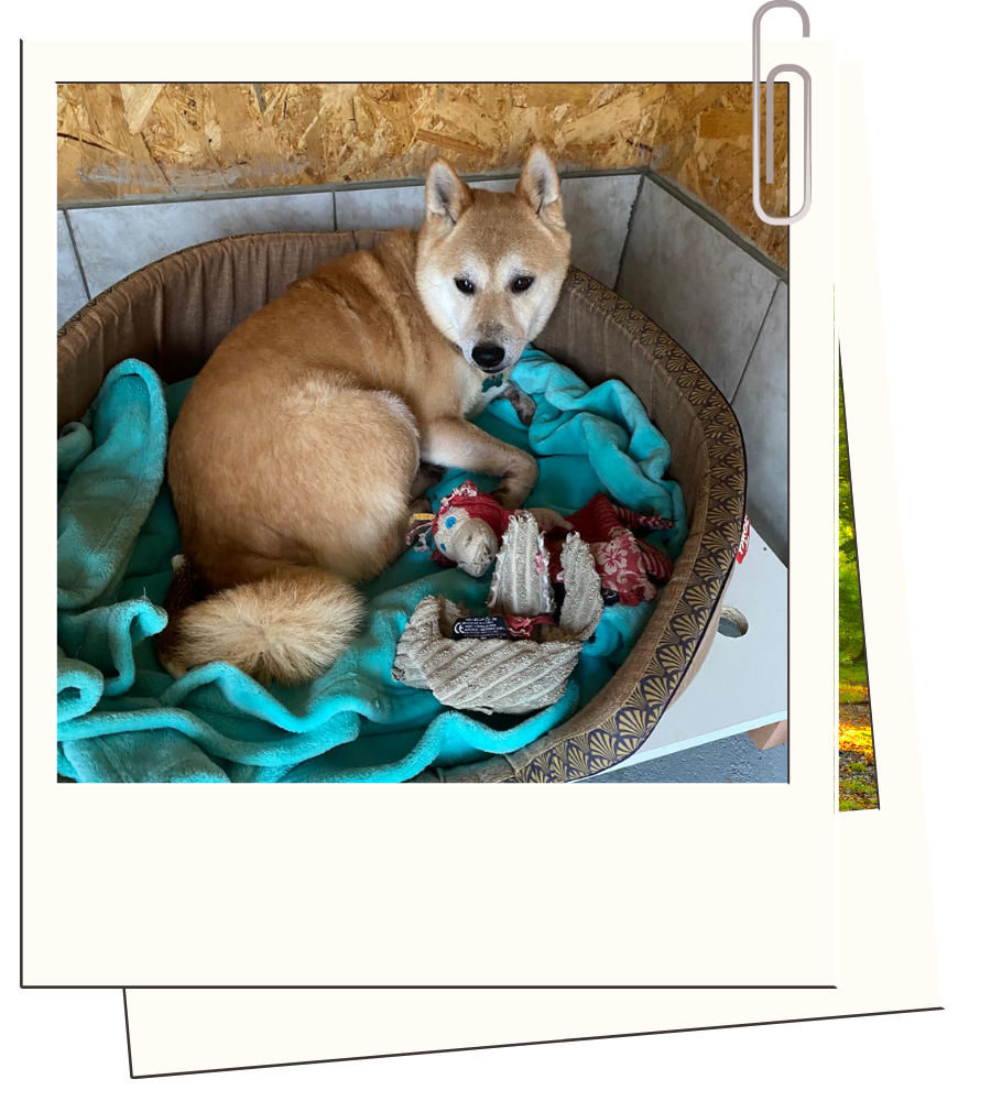 Pension canine & ferme pédagogique Vil Chien