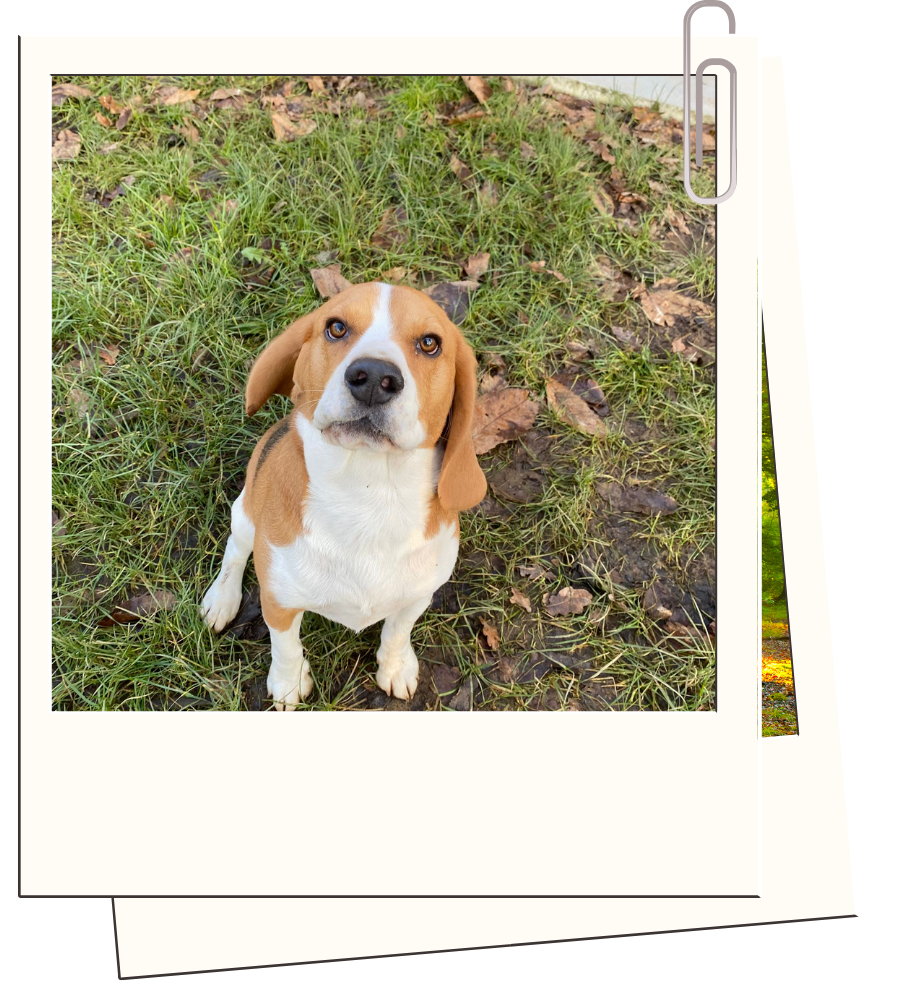Pension canine & ferme pédagogique Vil Chien