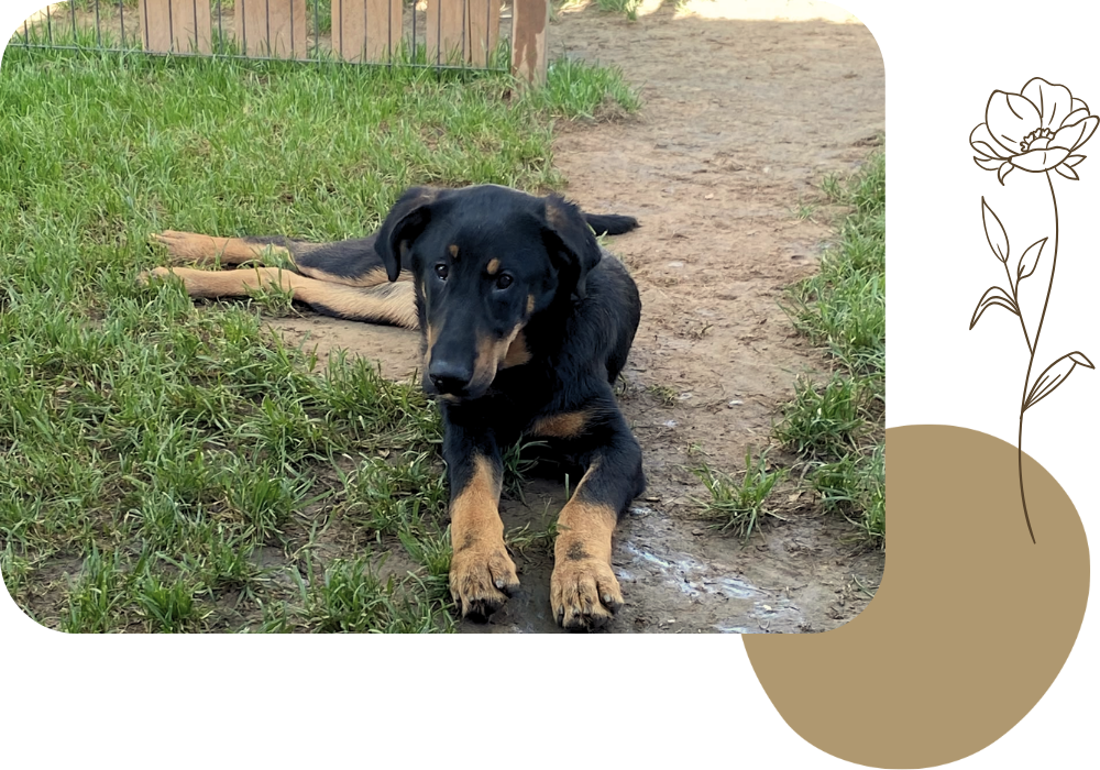 Pension canine & ferme pédagogique Vil Chien