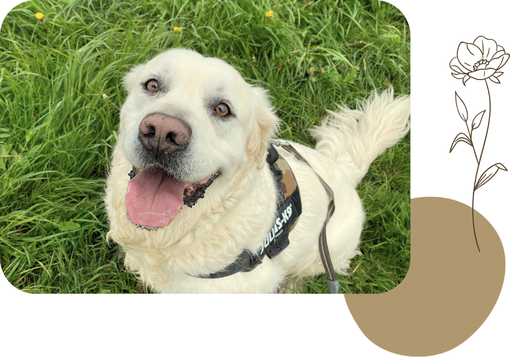 Pension canine & ferme pédagogique Vil Chien