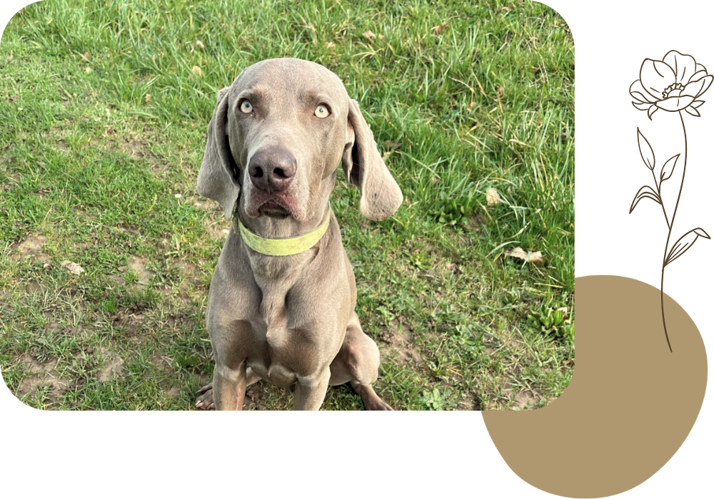 Ferme Vil Chien – Pension canine & Ferme pédagogique à Saint-Georges-de-Reintembault, près de Fougères et Avranches