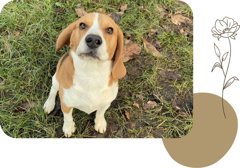 Ferme Vil Chien – Pension canine & Ferme pédagogique à Saint-Georges-de-Reintembault, près de Fougères et Avranches