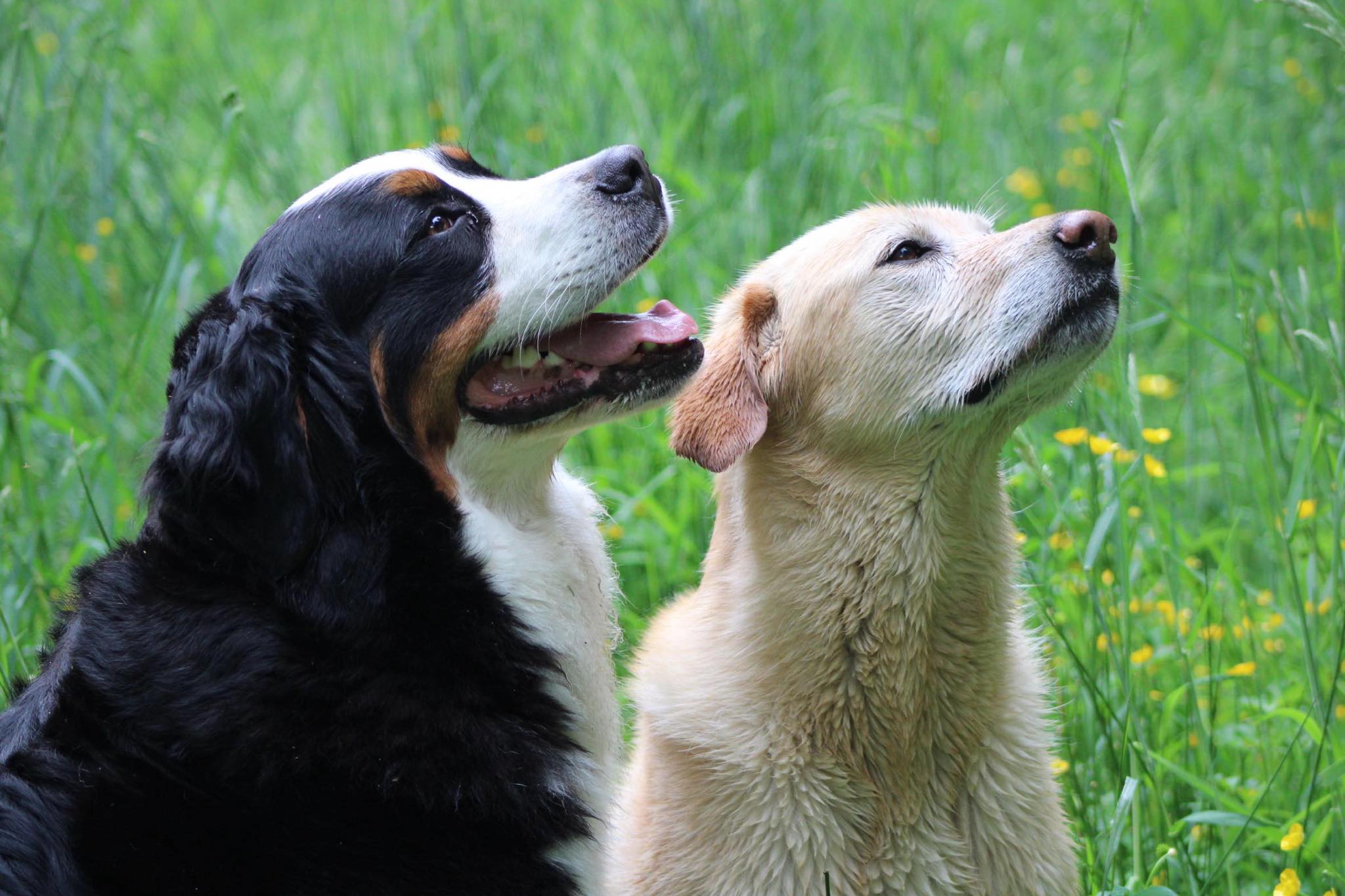 Pension canine & ferme pédagogique Vil Chien