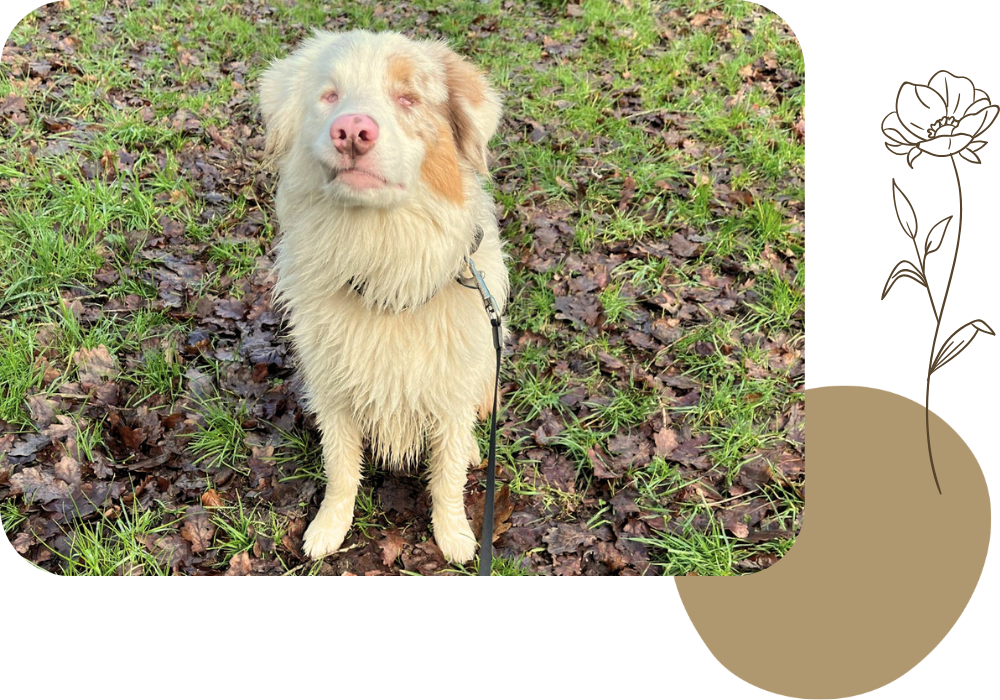 Pension canine & ferme pédagogique Vil Chien