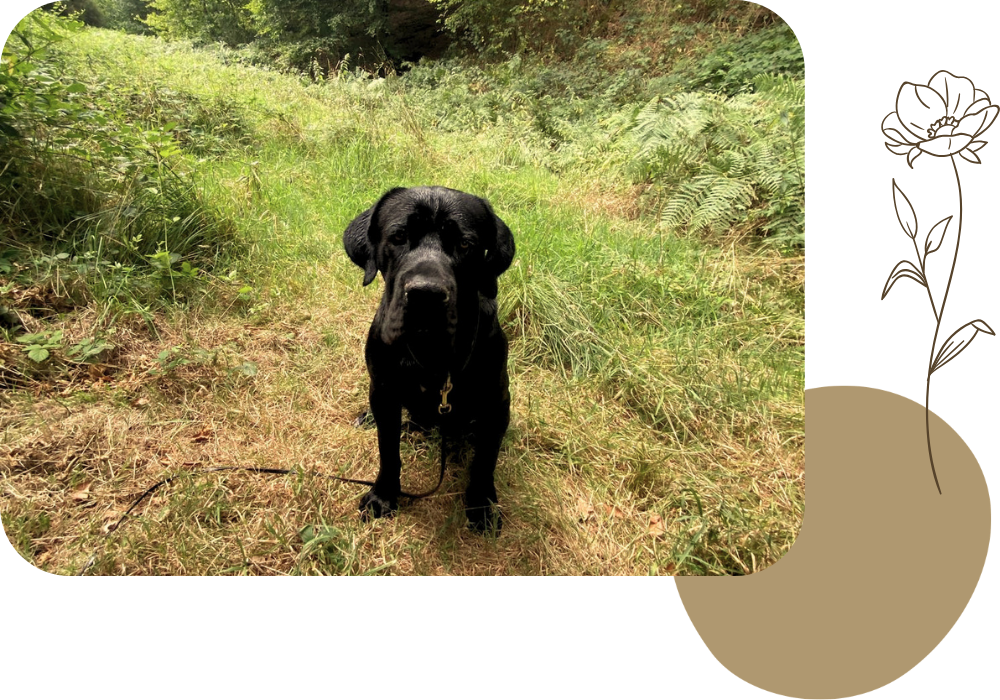 Pension canine & ferme pédagogique Vil Chien