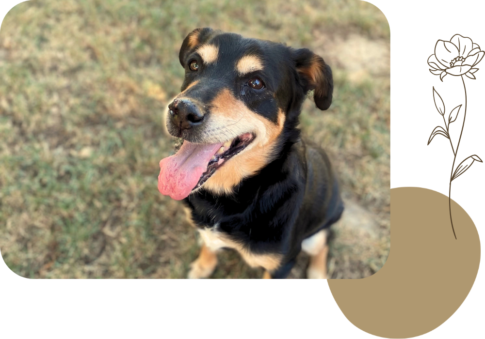 Pension canine & ferme pédagogique Vil Chien