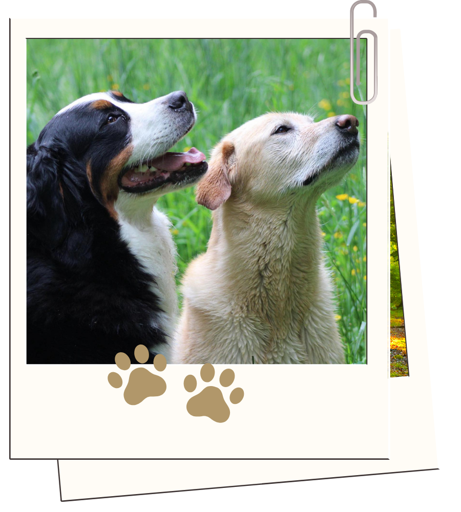 Pension canine Ferme de Vil chien