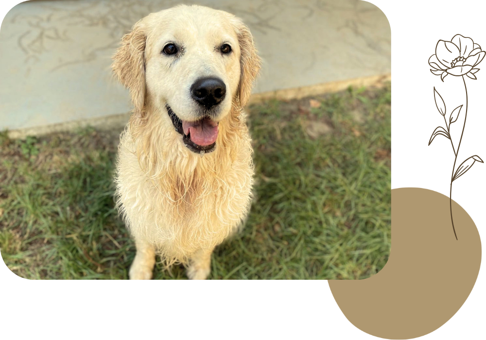 Pension canine & ferme pédagogique Vil Chien