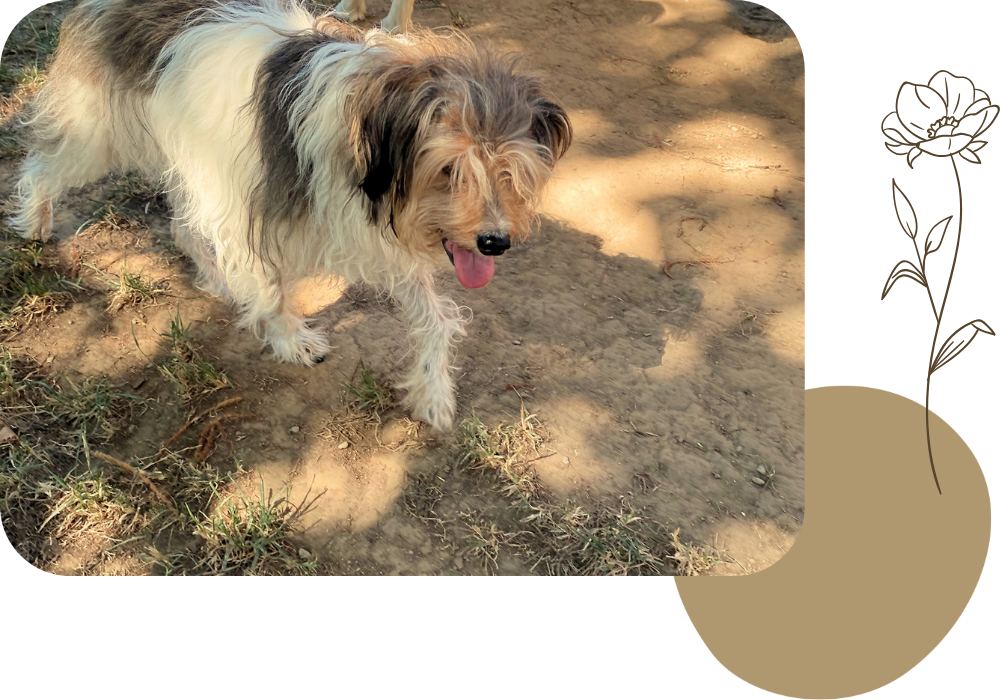 Pension canine & ferme pédagogique Vil Chien